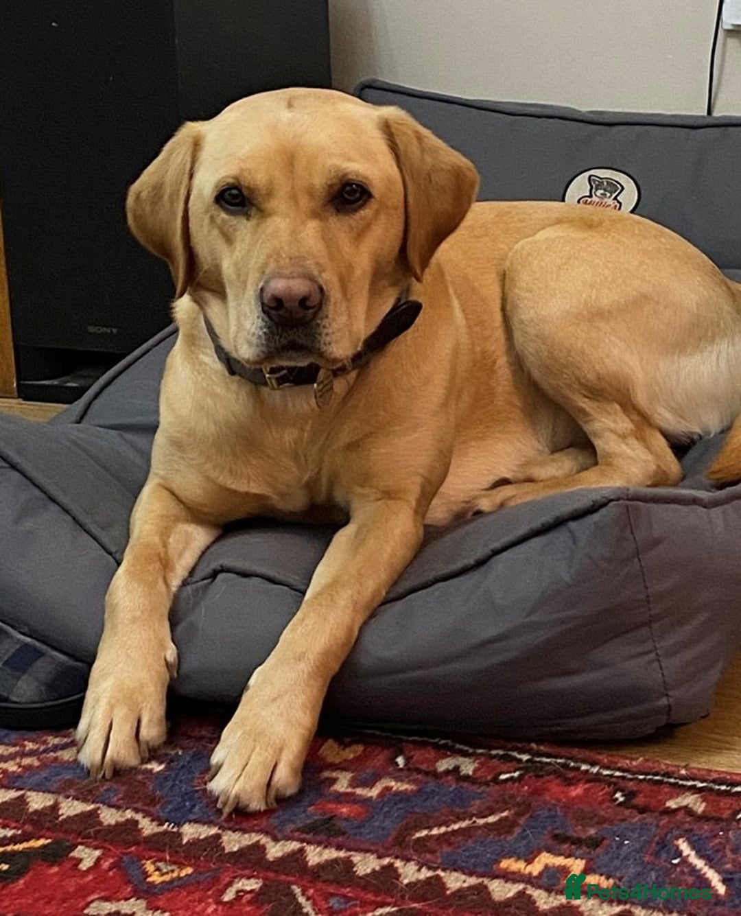 Labrador Retriever dogs for sale: Gorgeous Labrador puppies for sale - Image 5