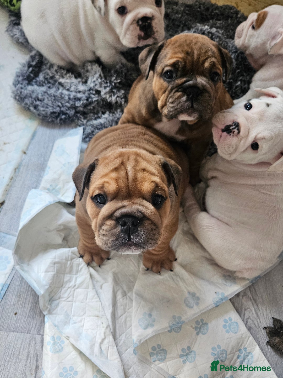 English Bulldog dogs for sale: English bulldogs - Advert 2