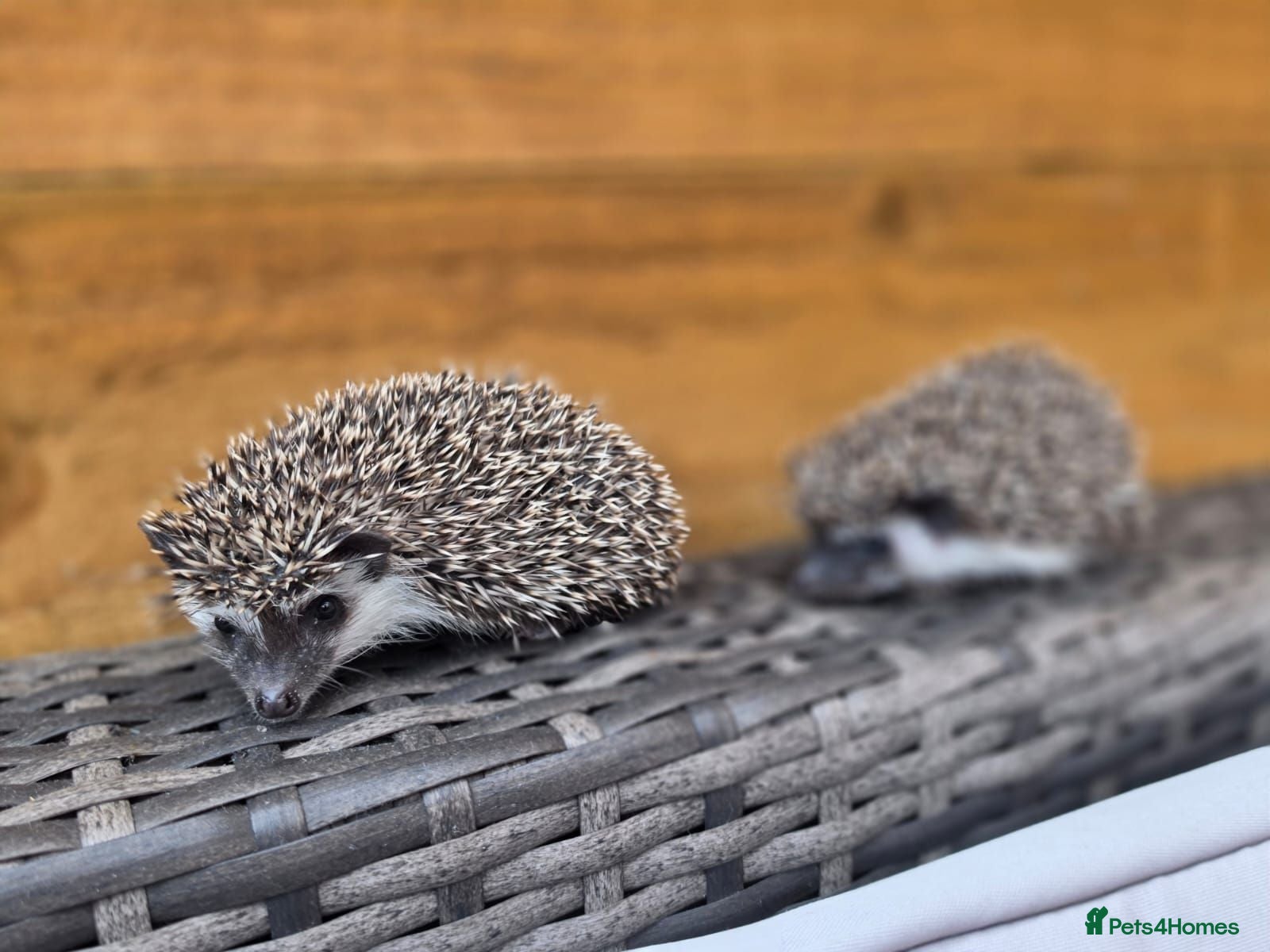 Pygmy Hedgehog rodents Female and male african pigmy hedgehogs - Advert 2
