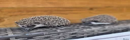 Pygmy Hedgehog rodents for sale: Female and male african pigmy hedgehogs - Advert 1