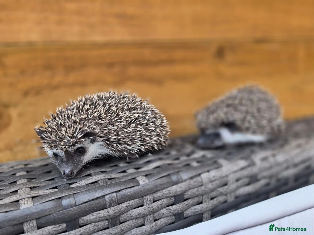 Pygmy Hedgehog rodents for sale: Female and male african pigmy hedgehogs - Advert 1