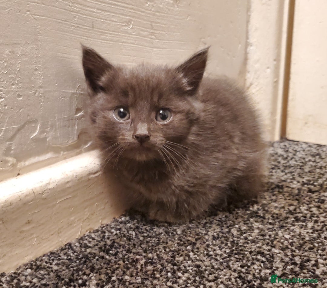 Mixed Breed cats for sale: 4 CUTE KITTENS FOR SALE! - Image 13