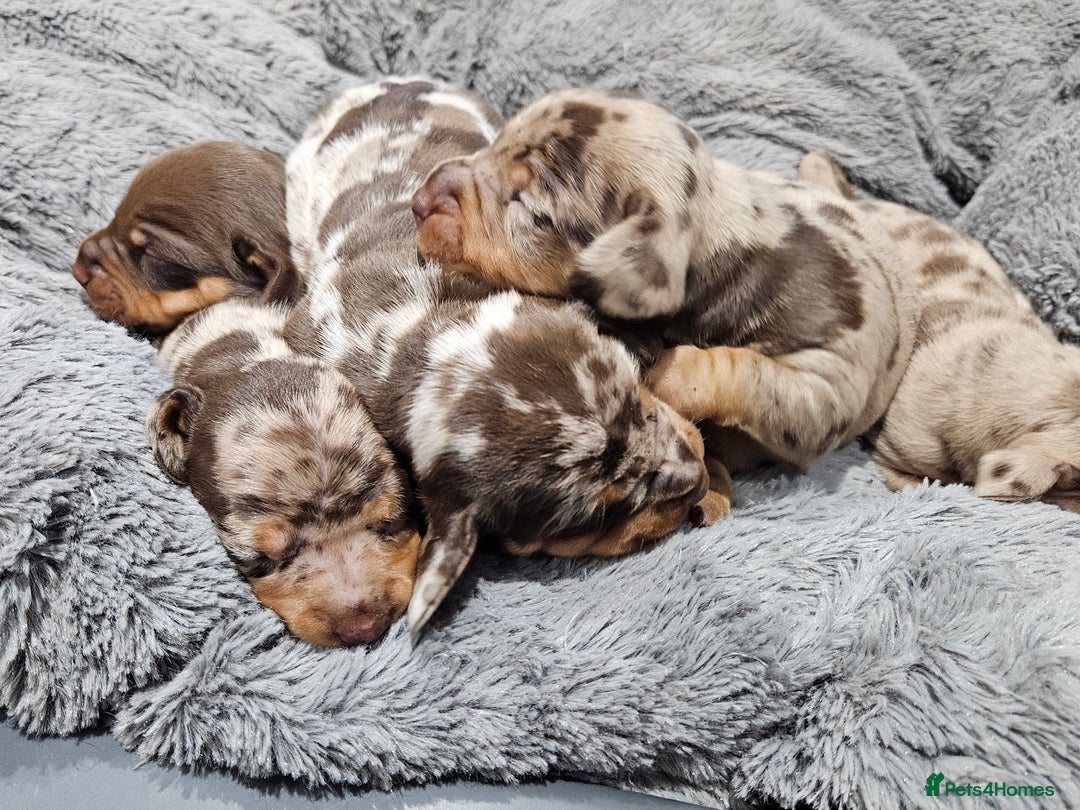 Dachshund dogs for sale: Dachshunds,Four girls and three boys - Advert 19