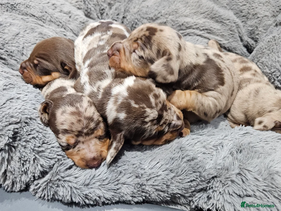 Dachshund dogs for sale: Dachshunds7puppies,only one brown girl left - Advert 13