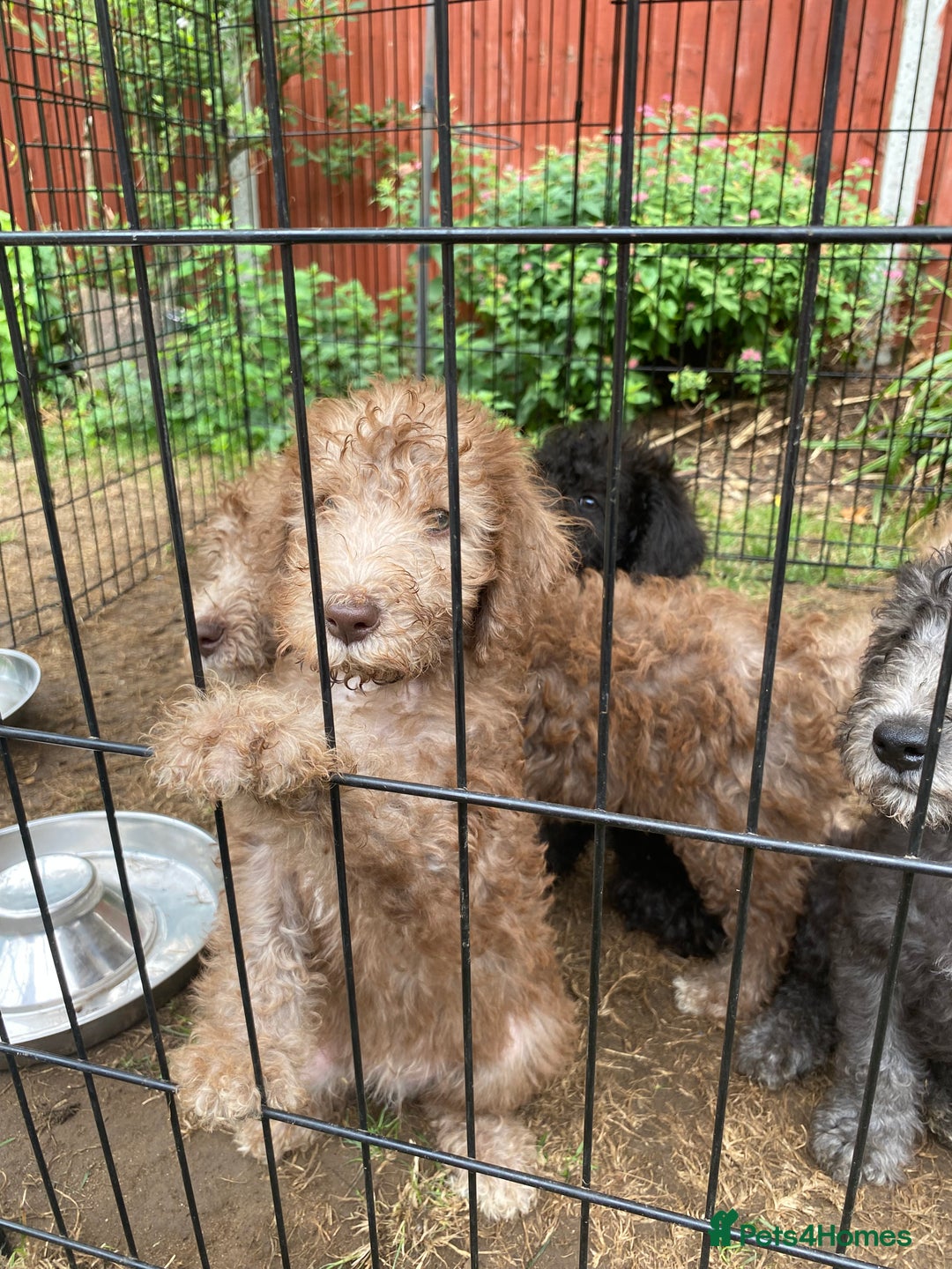 Bedlington Terrier dogs for sale: Bedlington Terrier puppies for sale in Hertford - Image 27