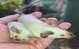 Mouse rodents for sale: Siamese, satin and black female mice  - Image 5