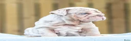 English Bulldog dogs for sale: Ready to leave ENGLISH BULLDOG PUPPIES  in Castleford - Advert 16