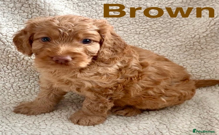 Cockapoo dogs - Advert 4