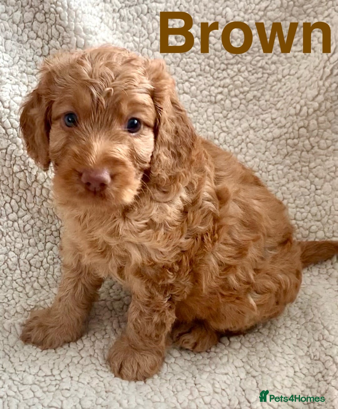 Cockapoo dogs for sale: 😍 STUNNING F1 cockapoos 😍 2 BOYS LEFT - Image 7
