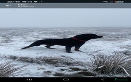 Rottweiler dogs for stud: Rottweiler For Stud - Image 1