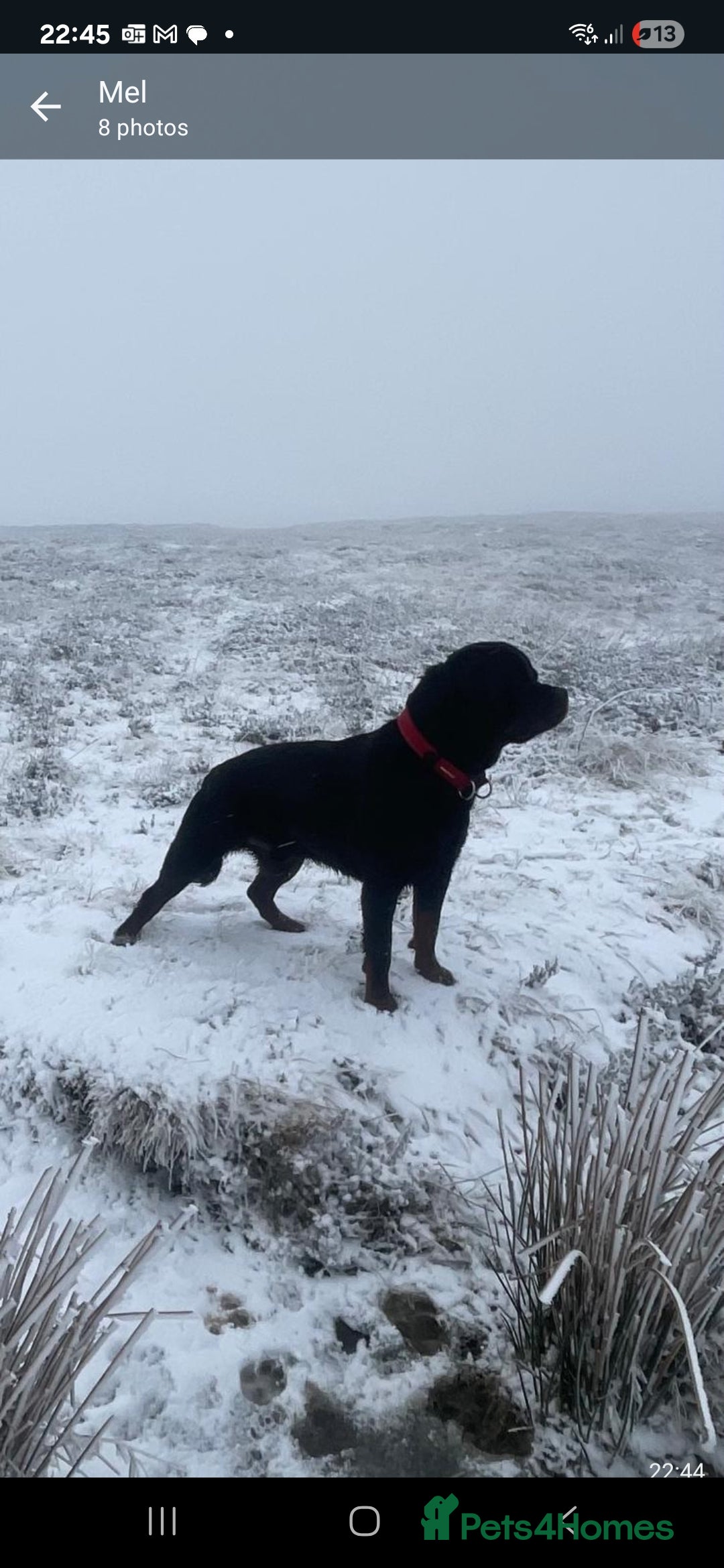 Rottweiler dogs for stud: Rottweiler For Stud - Image 1