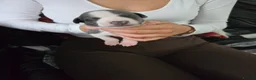 Whippet dogs for sale: Whippet  in Wakefield - Advert 8