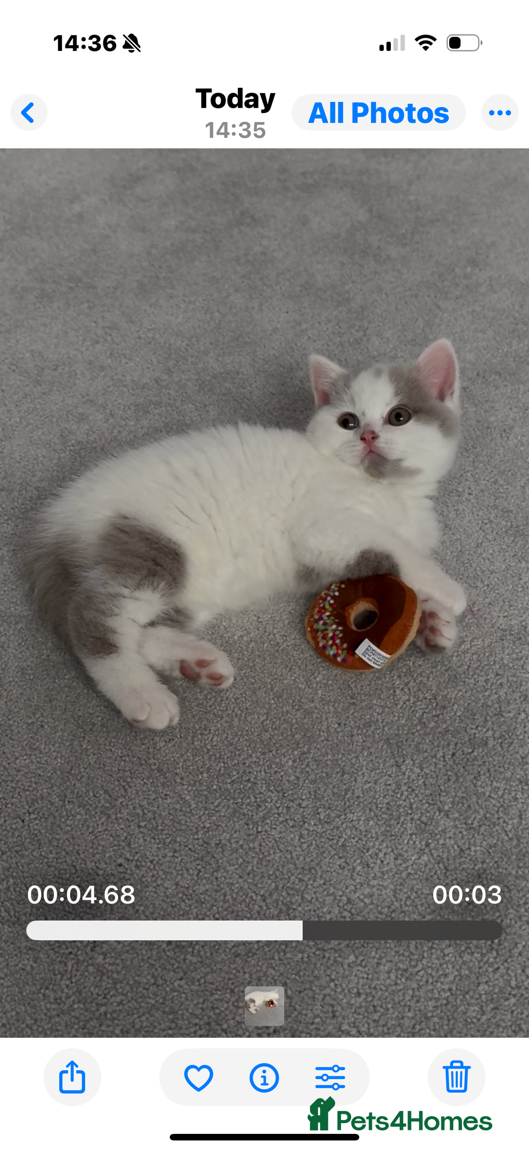 British Shorthair cats for sale: Registered British short hair babies available  - Advert 7