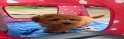 Maltipoo dogs for sale: 4-Month-Old Maltipoo ❤️ - Advert 2
