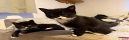 Mixed Breed cats for sale: Part Maine coone kittens  - Advert 4