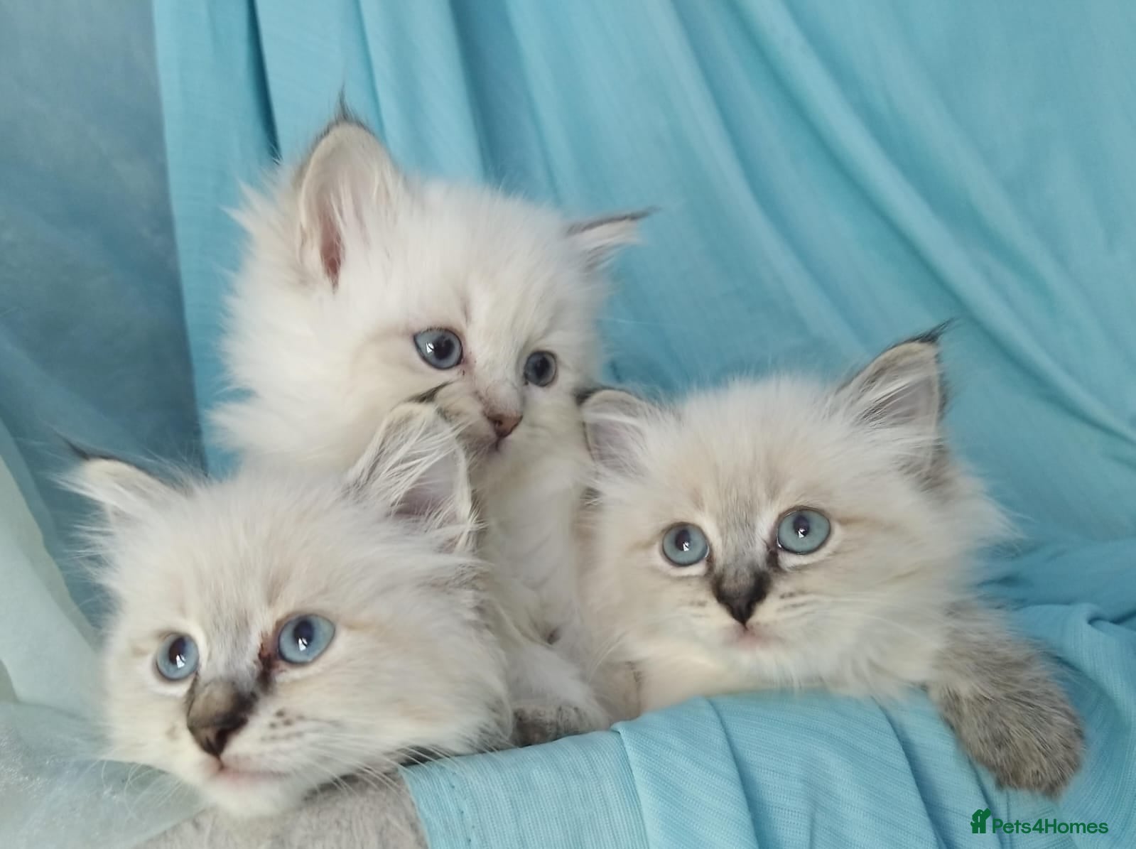 Siberian cats Pure Siberian Kittens For Sale  - Advert 1