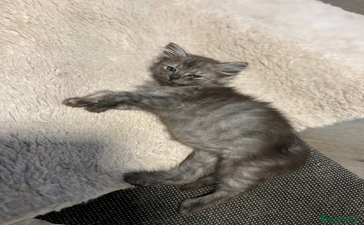 Maine Coon cats - Advert 10