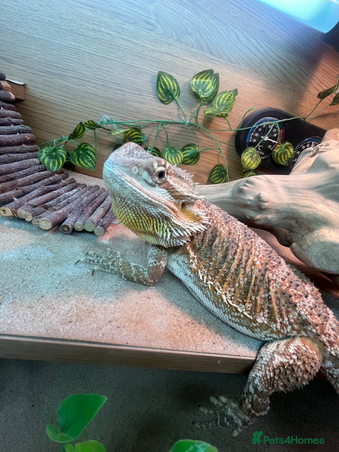 Bearded Dragon reptiles for sale: Bearded Dragon  - Image 7