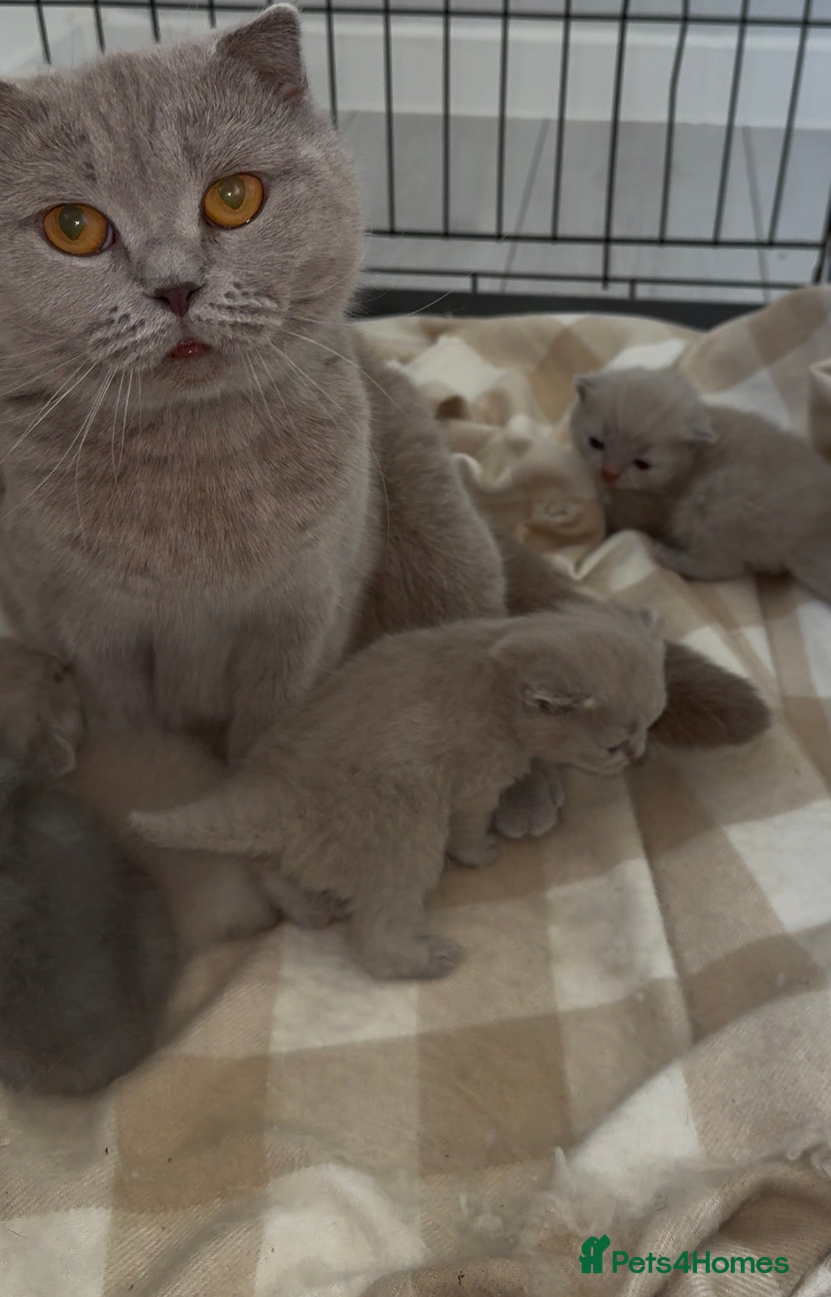 Scottish Fold cats Beautiful scottishfold/Scottish straight kittens🥰 - Advert 2