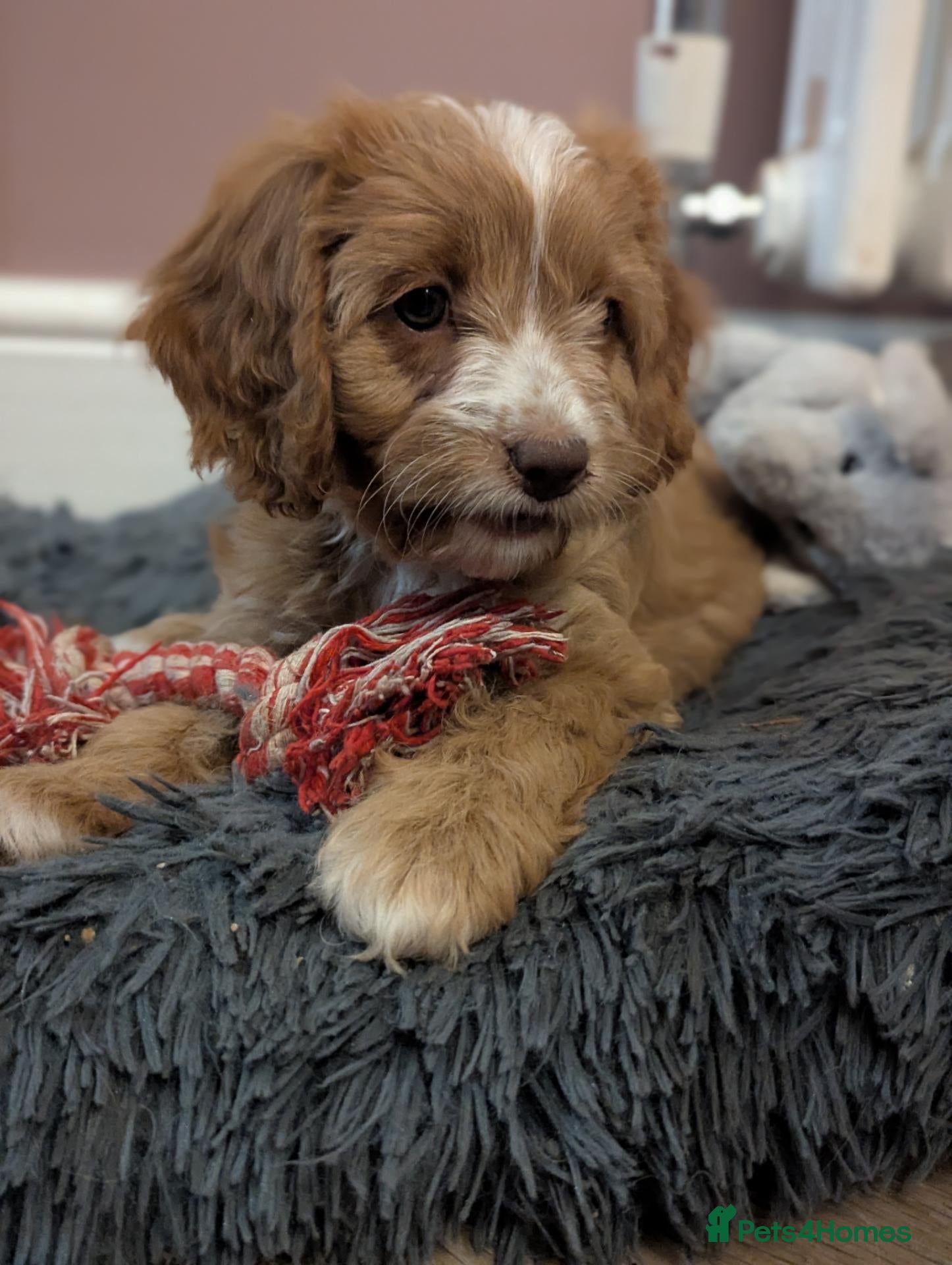 Cavapoo dogs F1 Cavapoo pups, extensively health tested parents - Advert 1