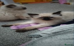 Ragdoll cats for sale: Pedigree Ragdoll Kittens  - Image 3