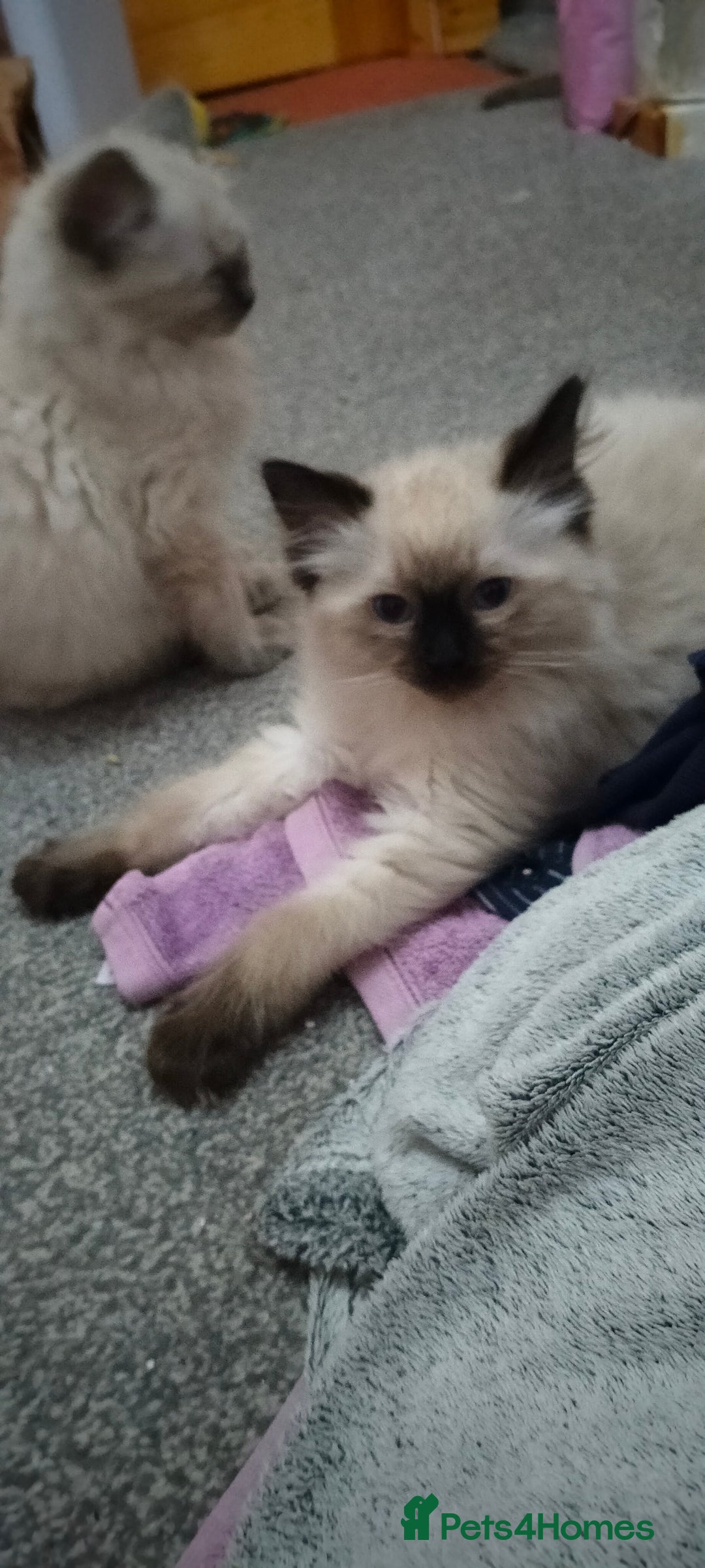 Ragdoll cats for sale: Pedigree Ragdoll Kittens  - Image 3