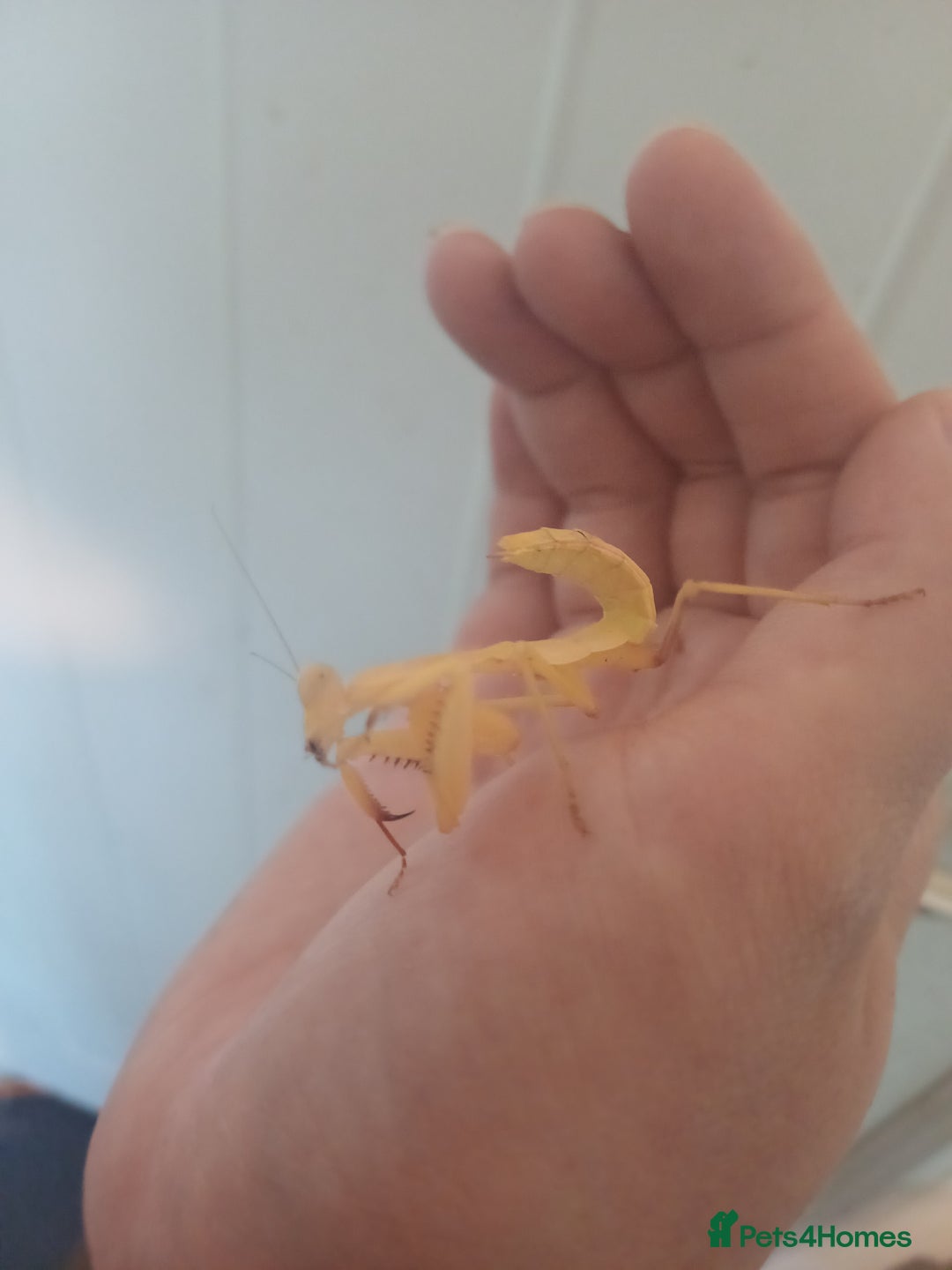 Praying Mantis invertebrates for sale: Older mantis- pre sub or sub adults  - Image 1