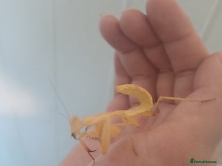 Praying Mantis invertebrates - Advert 12