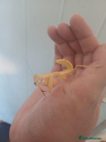Praying Mantis invertebrates - Advert 11