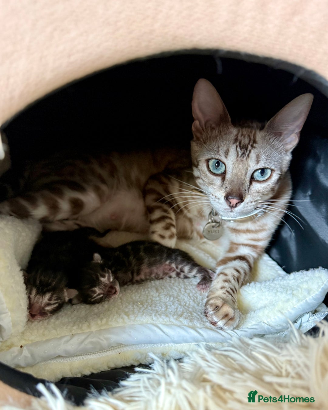 Bengal cats for sale: Rare Glitter Pedigree Bengal Female - Show Quality - Image 15