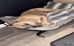 American Bully dogs for stud: American pocket muscle tone bully  - Advert 8