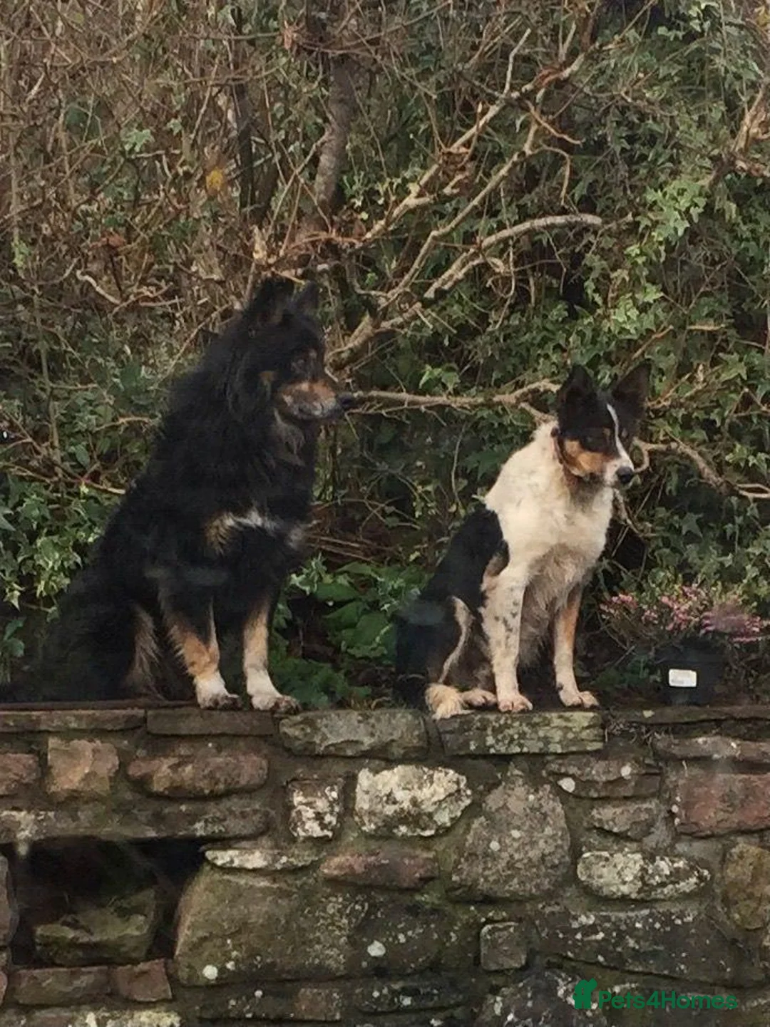 Border Collie dogs for sale: 21 weeks old border collie  in Chorley - Advert 2