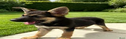 German Shepherd dogs for sale: Working line German Shepherd puppies  in Ilford - Advert 4
