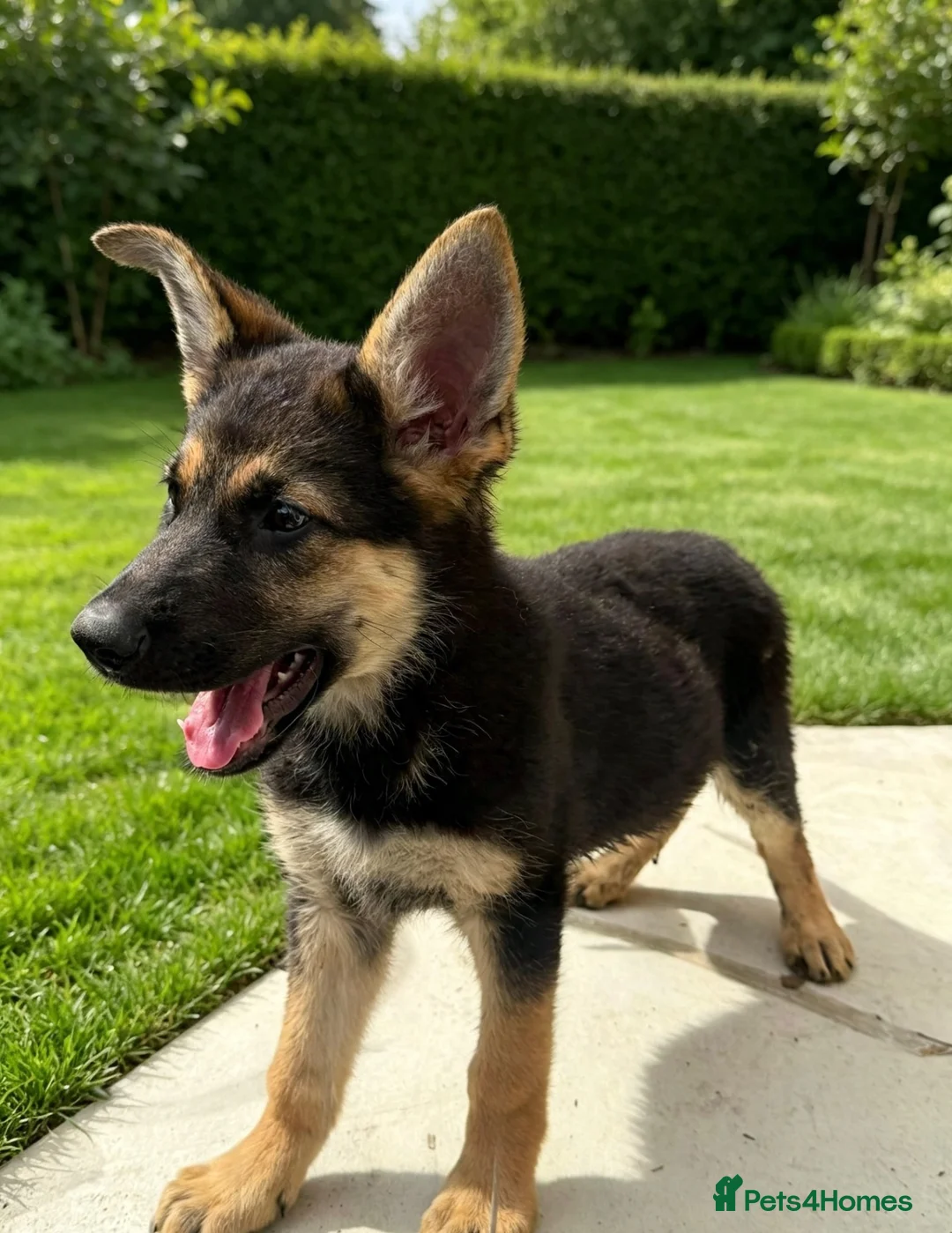 German Shepherd dogs for sale: Working line German Shepherd puppies  in Ilford - Advert 4