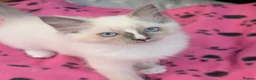 Ragdoll cats for sale: ⭐️ Meet Our Beautiful Ragdoll Babies ⭐️ - Advert 17