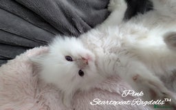Ragdoll cats for sale: GCCF Pedigree Ragdoll Kittens Champion Lines - Image 1