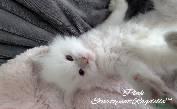 Ragdoll cats - Advert 2