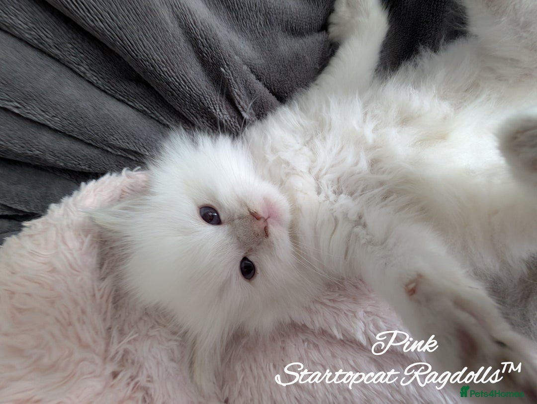 Ragdoll cats for sale: GCCF Pedigree Ragdoll Kittens Champion Lines - Image 1