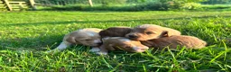 Cockapoo dogs for sale: Gorgeous F1 Cockerpoo puppies in Malton - Advert 1