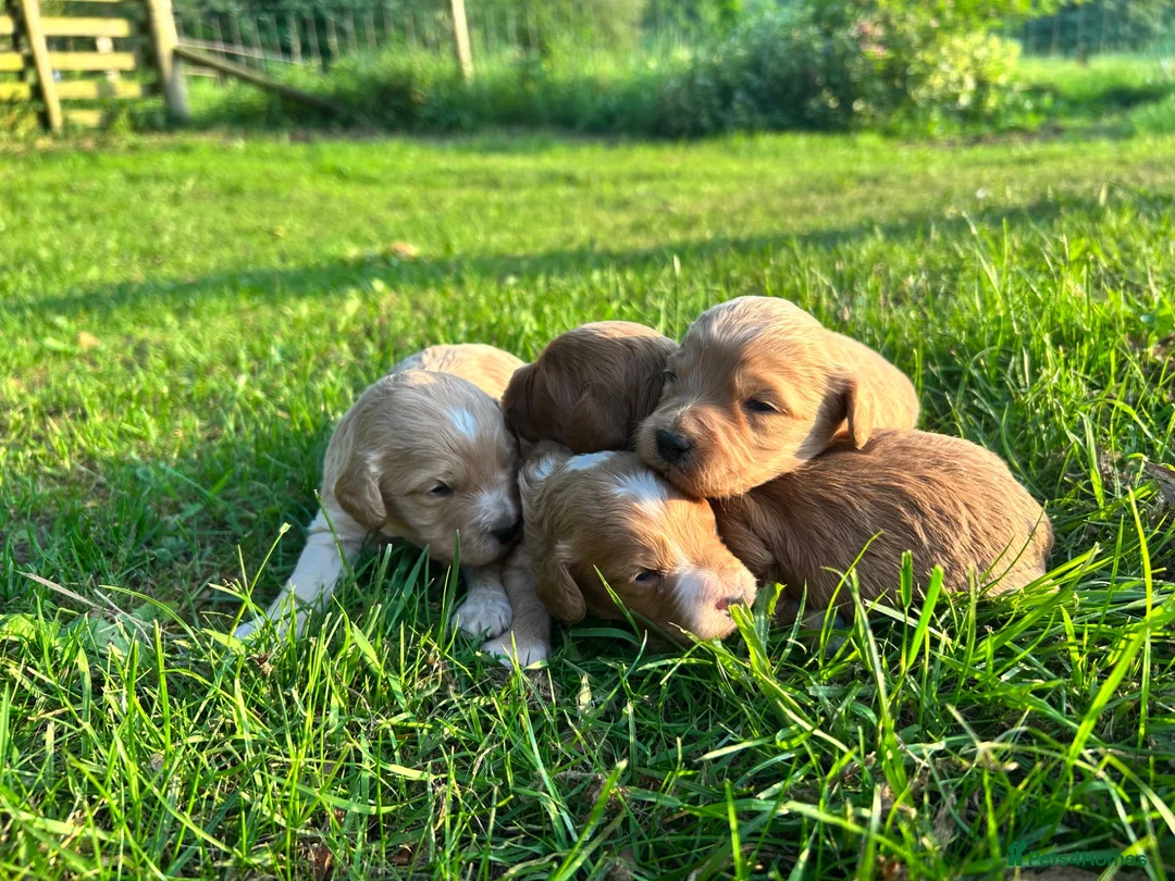 Cockapoo dogs for sale: Gorgeous F1 Cockerpoo puppies in Malton - Advert 1