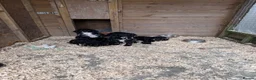 Cockapoo dogs for sale: Cockapoos in Turriff - Advert 3