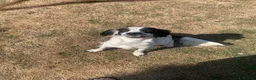 Sprocker dogs for sale: Rehome  in Lincoln - Advert 6