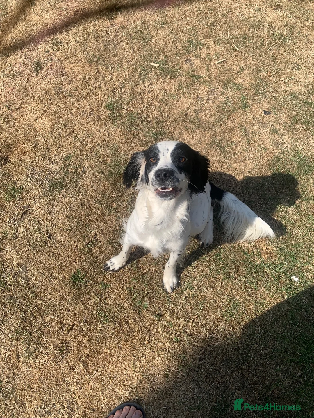 Sprocker dogs for sale: Rehome  in Lincoln - Advert 6