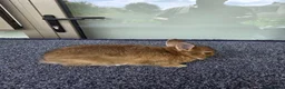 Netherland Dwarf rabbits for sale: Netherland dwarf  - Advert 3