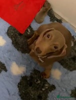 Miniature Dachshund dogs - Advert 6