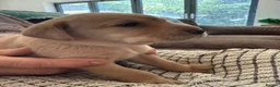 Labrador Retriever dogs for sale: K.C.Reg Superb Labrador Puppies - Advert 11