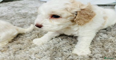 Cavapoo dogs - Advert 2