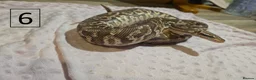 Python Snake reptiles for sale: rehoming/ breeding snakes - Advert 6