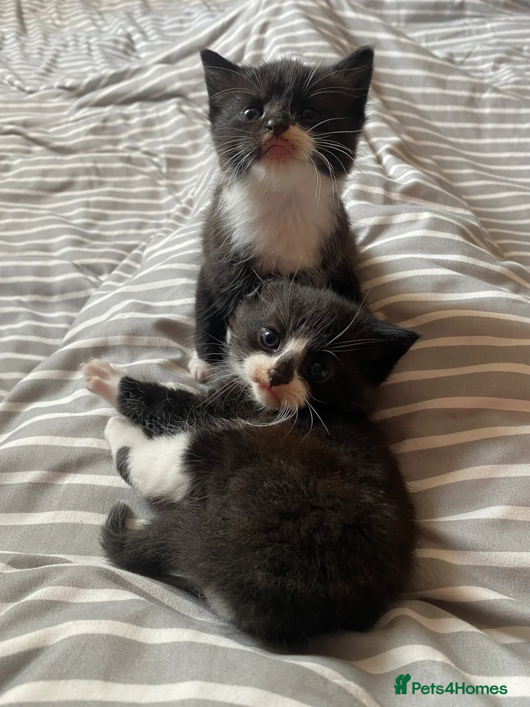 Mixed Breed cats for sale: Black and white male kittens in Carterton - Advert 2