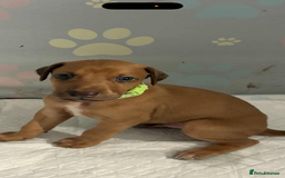 Mixed Breed dogs for sale: Lurcher Saluki x Doberman - Image 1